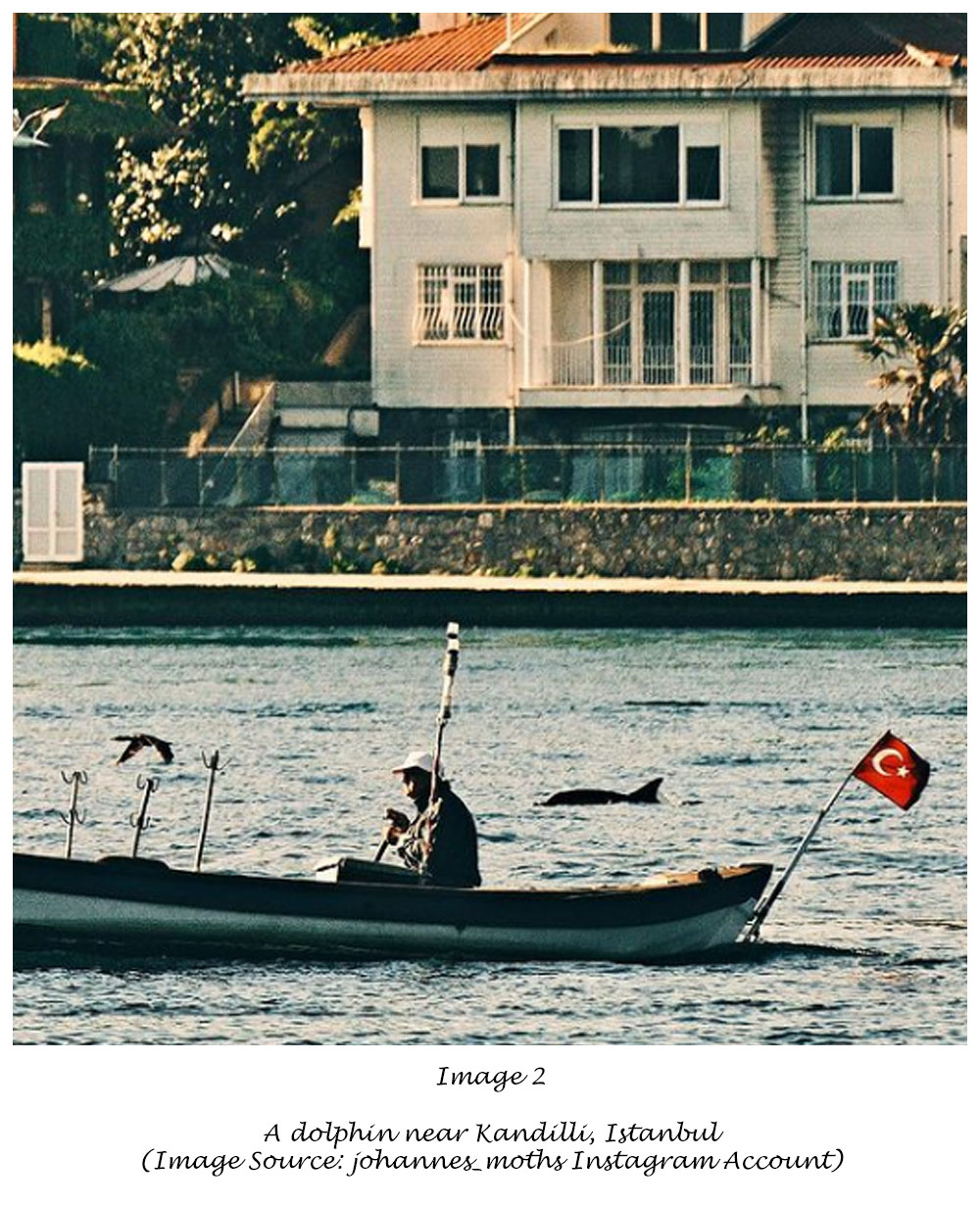 Dolphin in Istanbul Bosphorus Turkey Turkiye