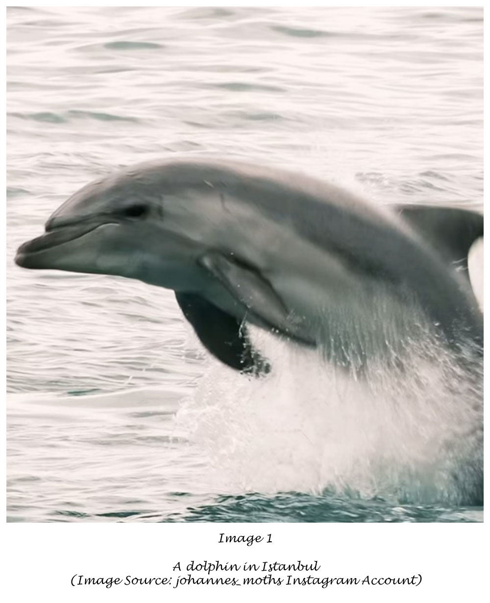 Dolphin in Istanbul Bosphorus Turkey Turkiye